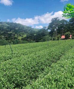 DalatFarm Jasmine Tea Cầu Đất – Wholesale7
