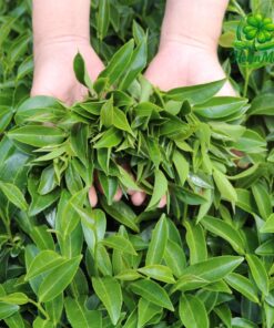 DalatFarm Jasmine Tea Cau Dat – Wholesale1 Helenmart Wholesale